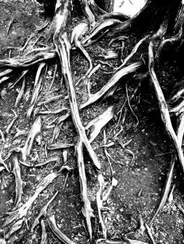 12067286_10207654014017976_678954907_ntemp